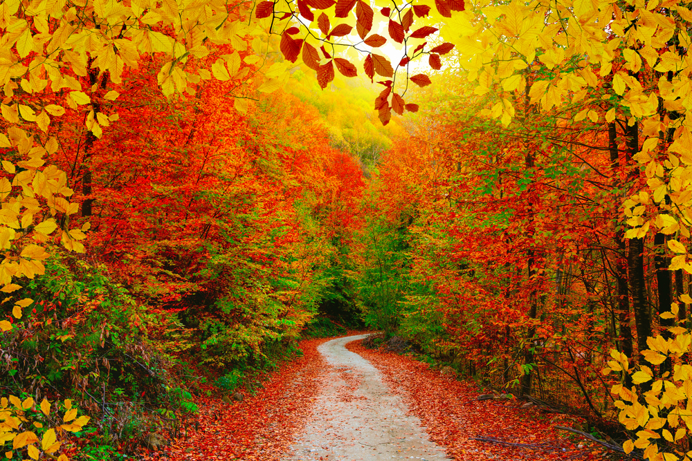 Top 5 States to See Fall Colors